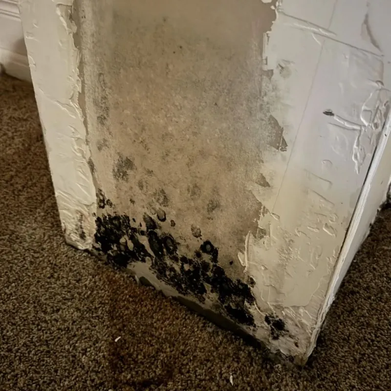 Professional Mold Removal in Windham, OH